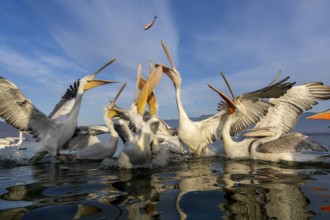 Dalmatian Pelican (Pelecanus crispus), Dalmatian Pelican, fighting for fish, Lake Kerkini, Greece