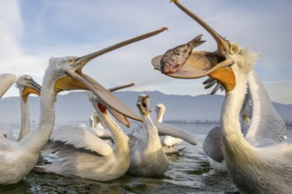 Dalmatian Pelican (Pelecanus crispus), Dalmatian Pelican, fighting, Lake Kerkini, Greece