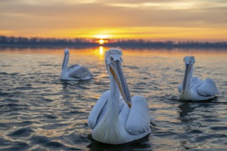 Dalmatian Pelican (Pelecanus crispus), Dalmatian Pelican, swimming at sunrise, Lake Kerkini, Greece
