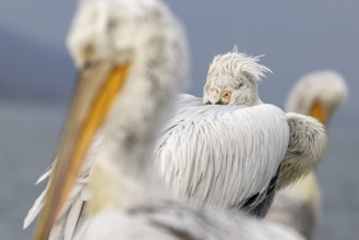 Dalmatian Pelican (Pelecanus crispus), Dalmatian Pelican, roosting, close up, in its plumage, Lake