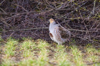 Grey partridge (Perdix perdix) Germany