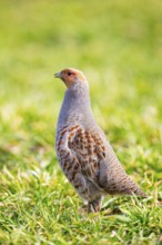 Grey partridge (Perdix perdix) Germany