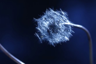 Dandelion, macro photography, summer, Germany