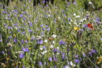 Garden with flowers in summer, Germany