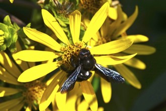 Wood bee on a flower, summer, Germany