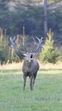 Red deer (Cervus elaphus) during the rutting season, a large stag roaring in a forest clearing,