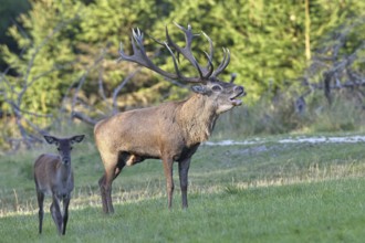 Red deer (Cervus elaphus) during the rutting season, a large stag roaring in a forest clearing,