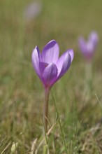 Autumn crocus (Colchicum autumnale), half-opened flowers in a meadow, endangered, protected