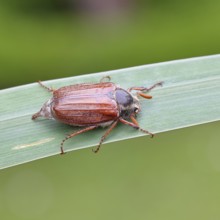 Wood cockchafer (Melolontha hippocastani), male, walking on a leaf of a broad-leaved bulrush (Typha