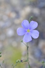 Flax (Linum usitatissimum), blue flower, medicinal plant, Wilnsdorf, North Rhine-Westphalia,