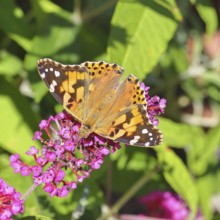Thistle butterfly (Vanessa cardui) on a Buddleja davidii flower, Wilnsdorf, North Rhine-Westphalia,
