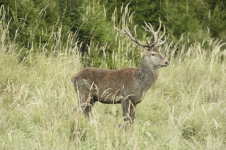 Red deer (Cervus elaphus) rutting stag in tall grass, Allgäu, Bavaria, Germany, Allgäu, Bavaria,