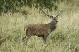 Red deer (Cervus elaphus) rutting stag with wire mesh in left antler bar secured in high grass,