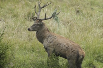 Red deer (Cervus elaphus) rutting stag with wire in left antler rod, Allgäu, Bavaria, Germany,