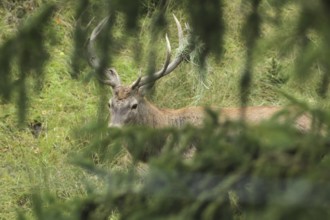 Red deer (Cervus elaphus) rutting stag with wire in left antler bar, secured between spruce
