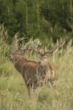 Red deer (Cervus elaphus) rutting deer, the rear one with wire in left antler bar, secure in high