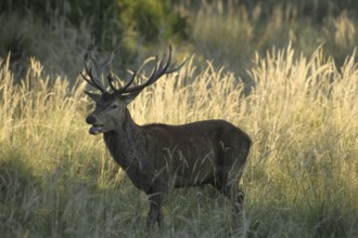 Red deer (Cervus elaphus) rutting deer eating green apple in tall grass, Allgäu, Bavaria, Germany,