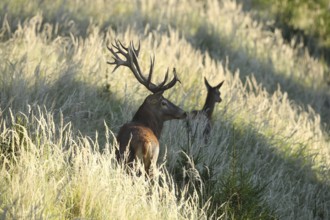 Red deer (Cervus elaphus) strong stag follows cow during the rut through the high grass, Allgäu,