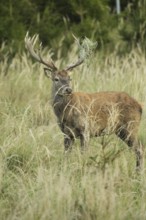 Red deer (Cervus elaphus) rutting stag with wire in left antler rod, secured in high grass, Allgäu,