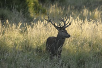 Red deer (Cervus elaphus) rutting deer secured in tall grass, Allgäu, Bavaria, Germany, Allgäu,