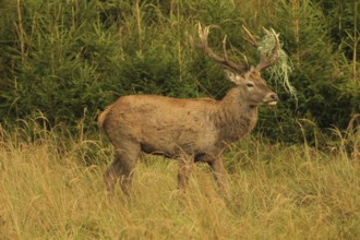 Red deer (Cervus elaphus) rutting stag with wire in left antler bar, secured in tall grass in the