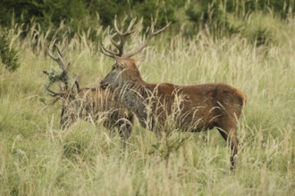 Red deer (Cervus elaphus) rutting deer, the left one with wire in left antler bar, being licked by