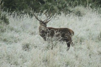 Red deer (Cervus elaphus) rutting deer in hoarfrost, secured in tall grass, Allgäu, Bavaria,