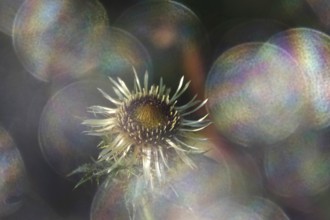 Thistle with beautiful bokeh, summer, Germany