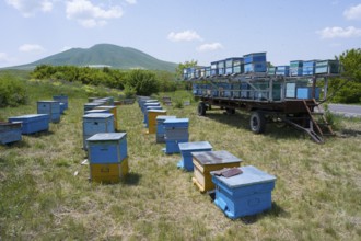 Numerous blue and yellow beehives stand in a flat meadow at the foot of a green hill, beekeeper,