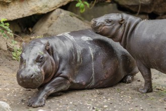 A female pygmy hippopotamus (Choeropsis liberiensis) stands next to its mother. Liberia, West
