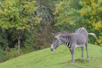 A Grévy's zebra (Equus grevyi) stands in a green meadow in hilly terrain. Botswana