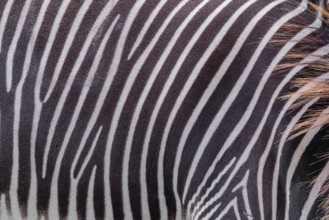 Pattern of a Grévy's zebra (Equus grevyi) fur. Botswana