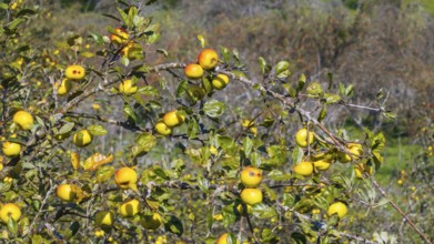 Branch with ripe apples. Orchard in autumn near Jesingen. Kirchheim unter Teck, Baden-Württemberg,