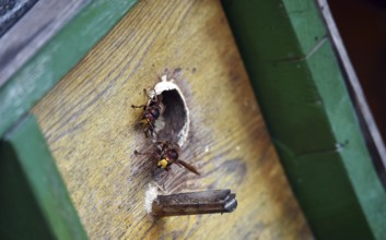 European hornets, hornets, (Vespa crabro) build nest in May box, Schleswig-Holstein, Germany