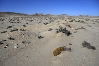 Diamond mining mound in the desert sand at the beginning of the 20th century, Pomona, restricted