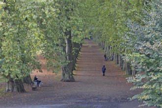 Plane tree avenue with pedestrians, strollers, stroll, stroll, stroll, escape point, plane trees,