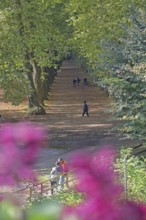 Plane tree avenue with pedestrian, stroller, stroll, stroll, stroll, vanishing point, plane trees,