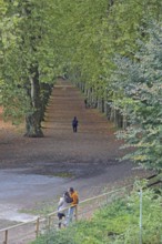 Plane tree avenue with pedestrian and standing couple, stroller, stroll, strolling, standing,