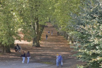 Plane tree avenue with pedestrians and seated persons on park bench, stroller, strolling,