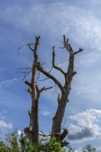 Dead walnut tree (Juglans regia), cloudy sky, Bavaria, Germany