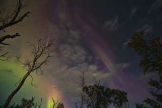 Aurora Borealis over polar birches and the shining moon in northern Sweden near Björkliden at Lake