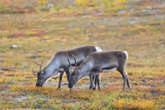 Reindeer herd at Abisko National Park in the colourful autumn of Lapland below Lapporten /