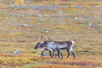 Reindeer herd at Abisko National Park in the colourful autumn of Lapland below Lapporten,