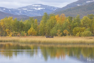 Reindeer at Abisko National Park in autumnal Lapland crossing a marshland by the lake