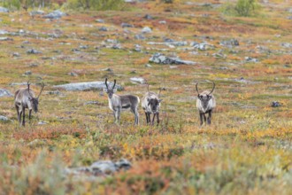 Reindeer herd at Abisko National Park in the colourful autumn of Lapland below Lapporten,