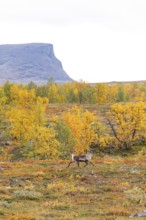 Reindeer at Abisko National Park in the colourful autumn of Lapland below Lapporten, Cuonjávággi
