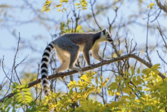 A ring-tailed lemur (Lemur catta) runs across a branch high up in a tree against the light on a