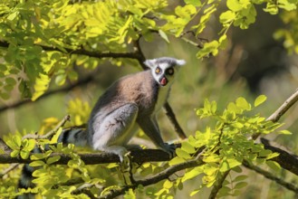 A ring-tailed lemur (Lemur catta) sits on a sunny day high up in a tree among fresh green leaves.