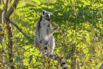 A ring-tailed lemur (Lemur catta) sits on a sunny day high up in a tree eating fresh green leaves.