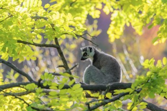 A ring-tailed lemur (Lemur catta) sits on a branch high up in a tree against the light on a sunny
